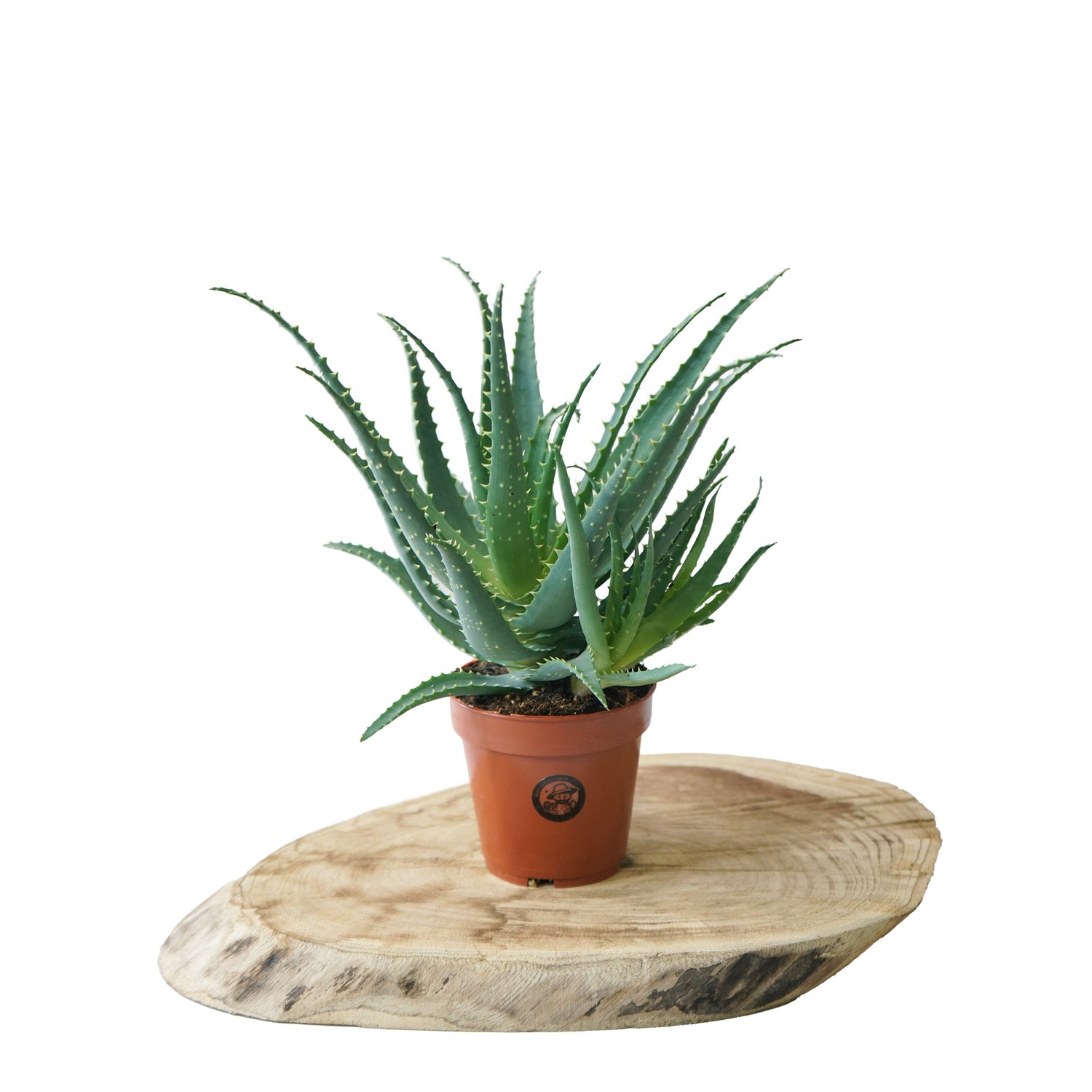 plante aloe vera prix Aloé Vera - Plantes d'intérieur