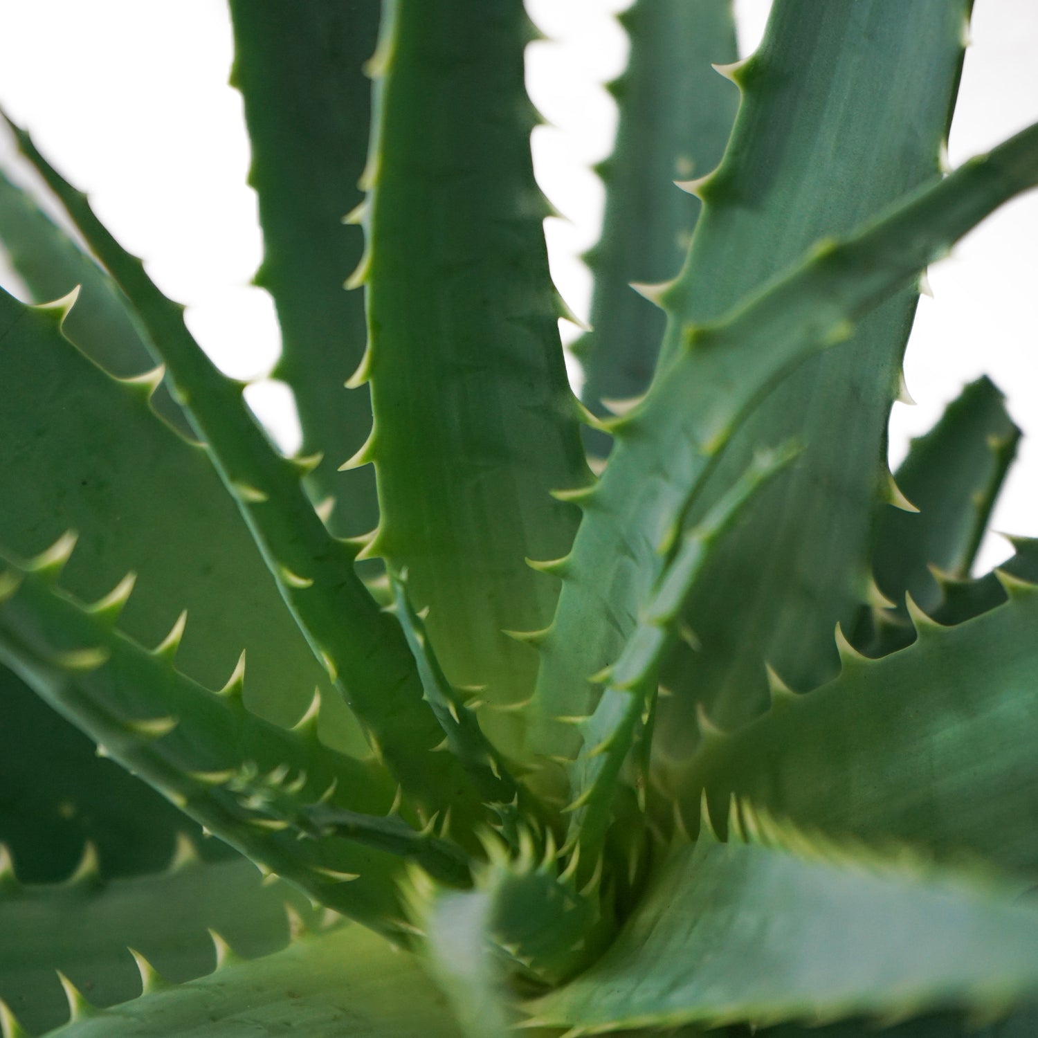 la plante d'aloe vera Aloé Vera - Plantes d'intérieur