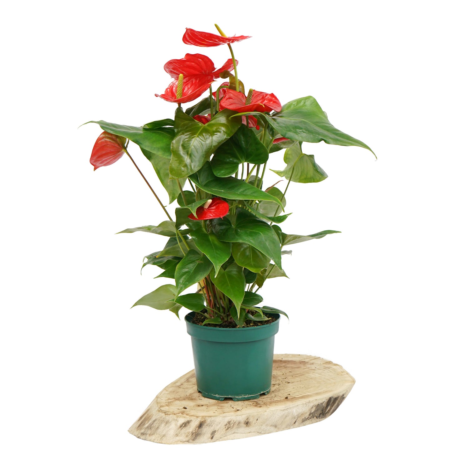 anthurium intérieur Anthurium L - Plantes d'intérieur