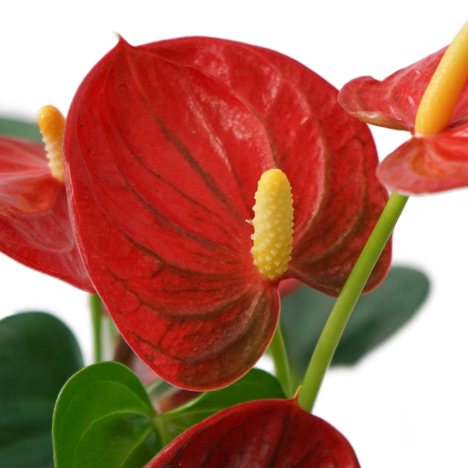 Anthurium M