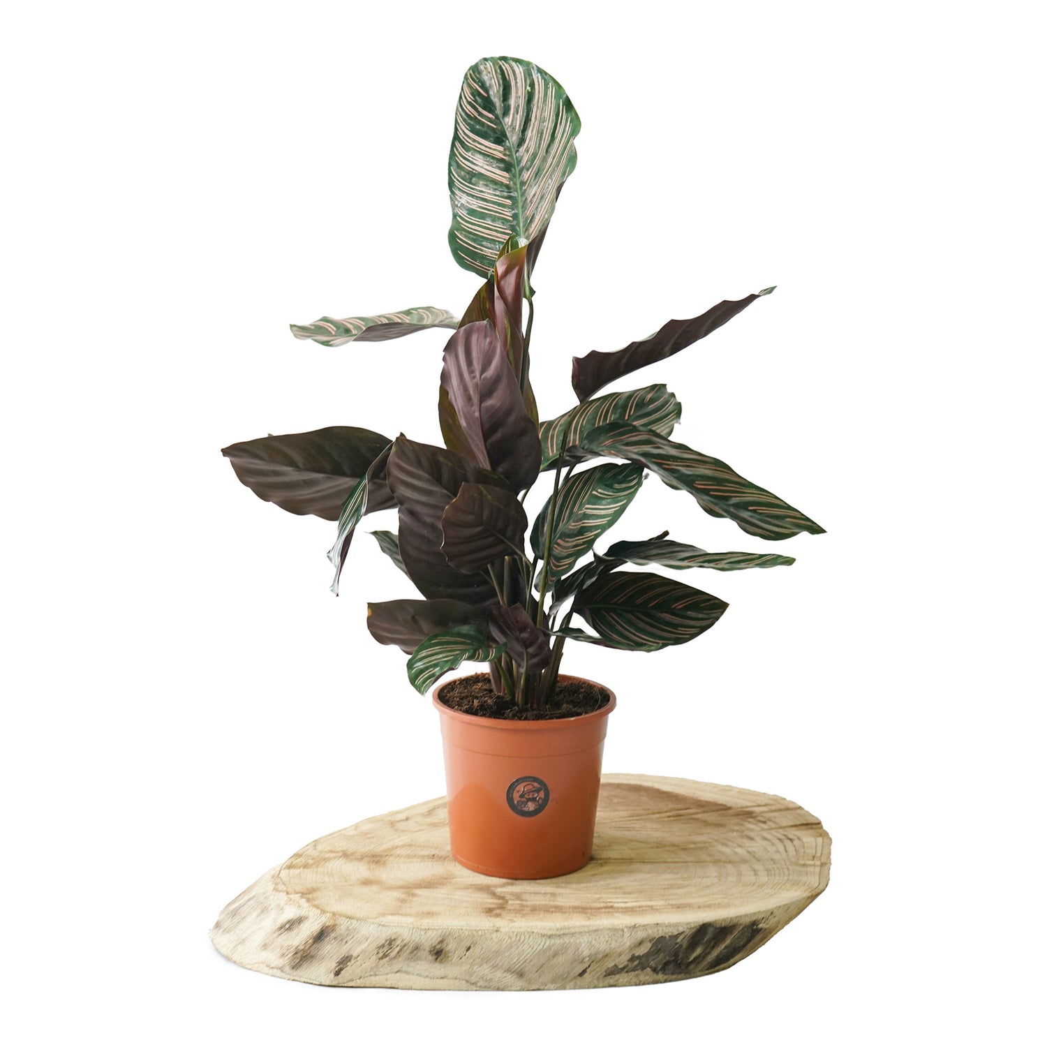 Calathea - Plante - Plus de Fleurs