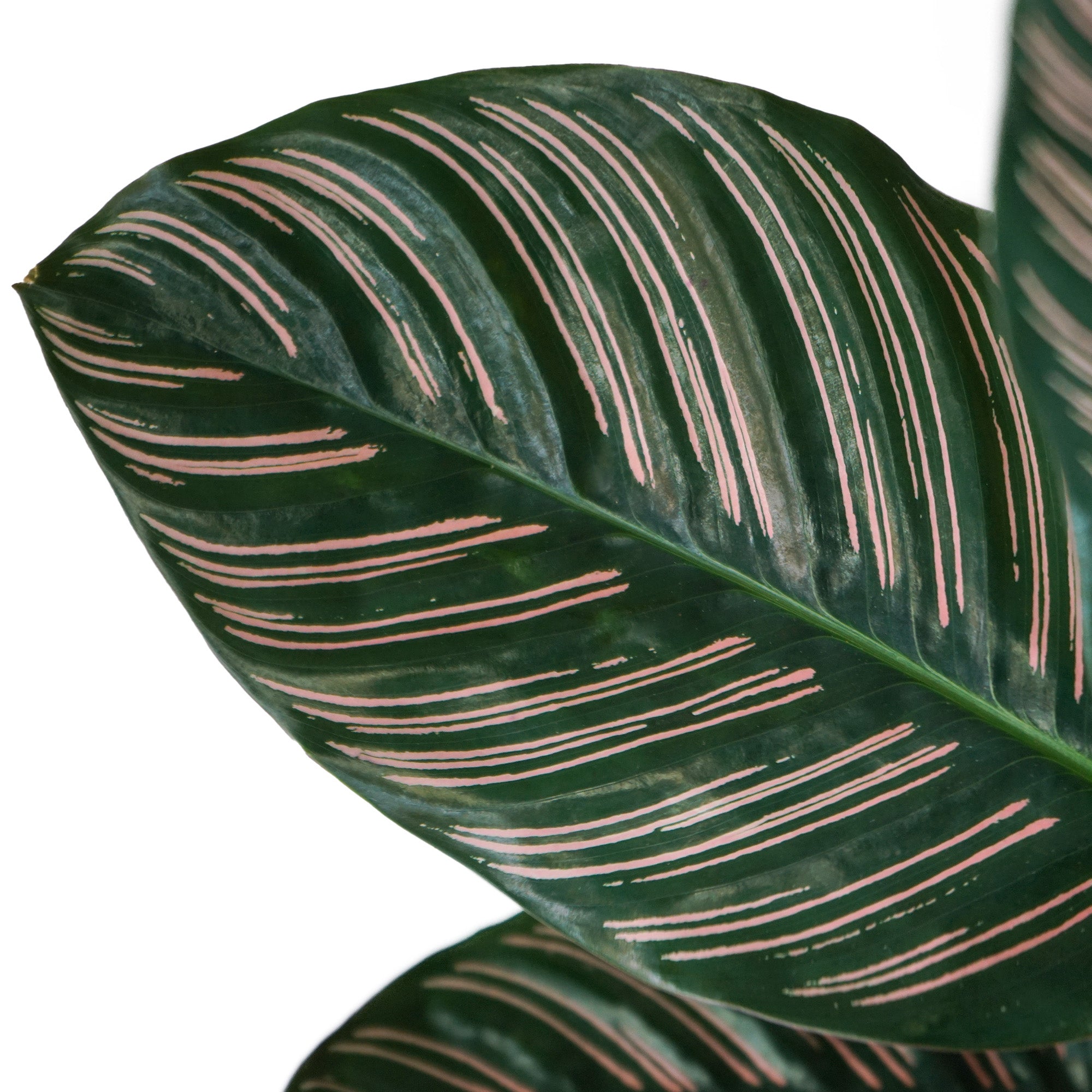 Plantes d'intérieur - Calathea ornata