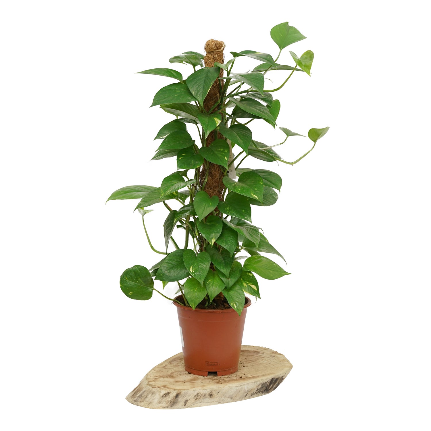le pothos Le Pothos L - Plantes d'intérieur