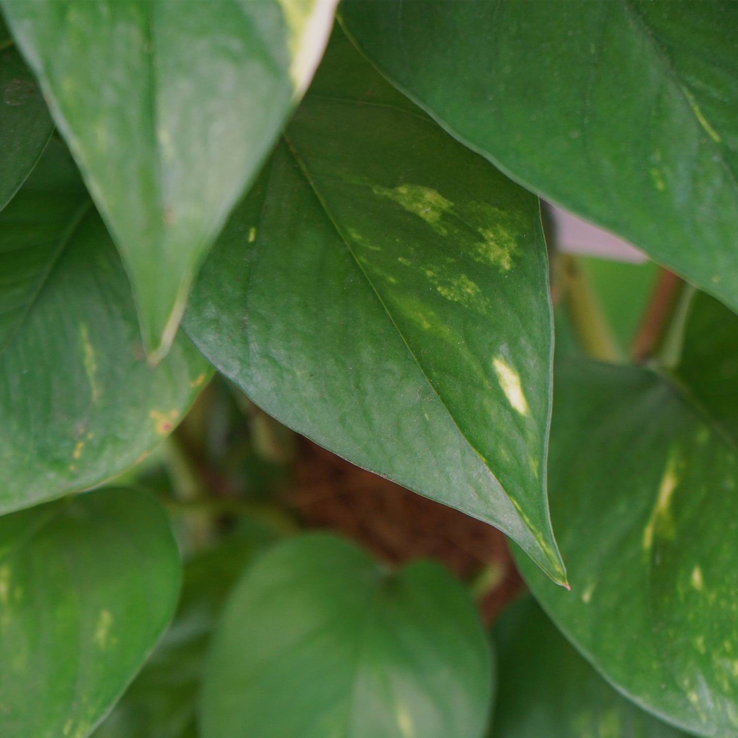 le pothos Le Pothos L - Plantes d'intérieur