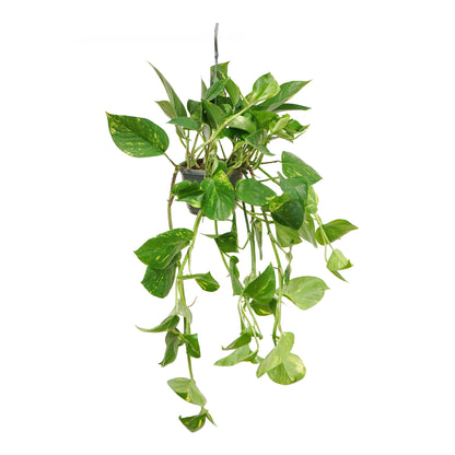 Pothos Suspension