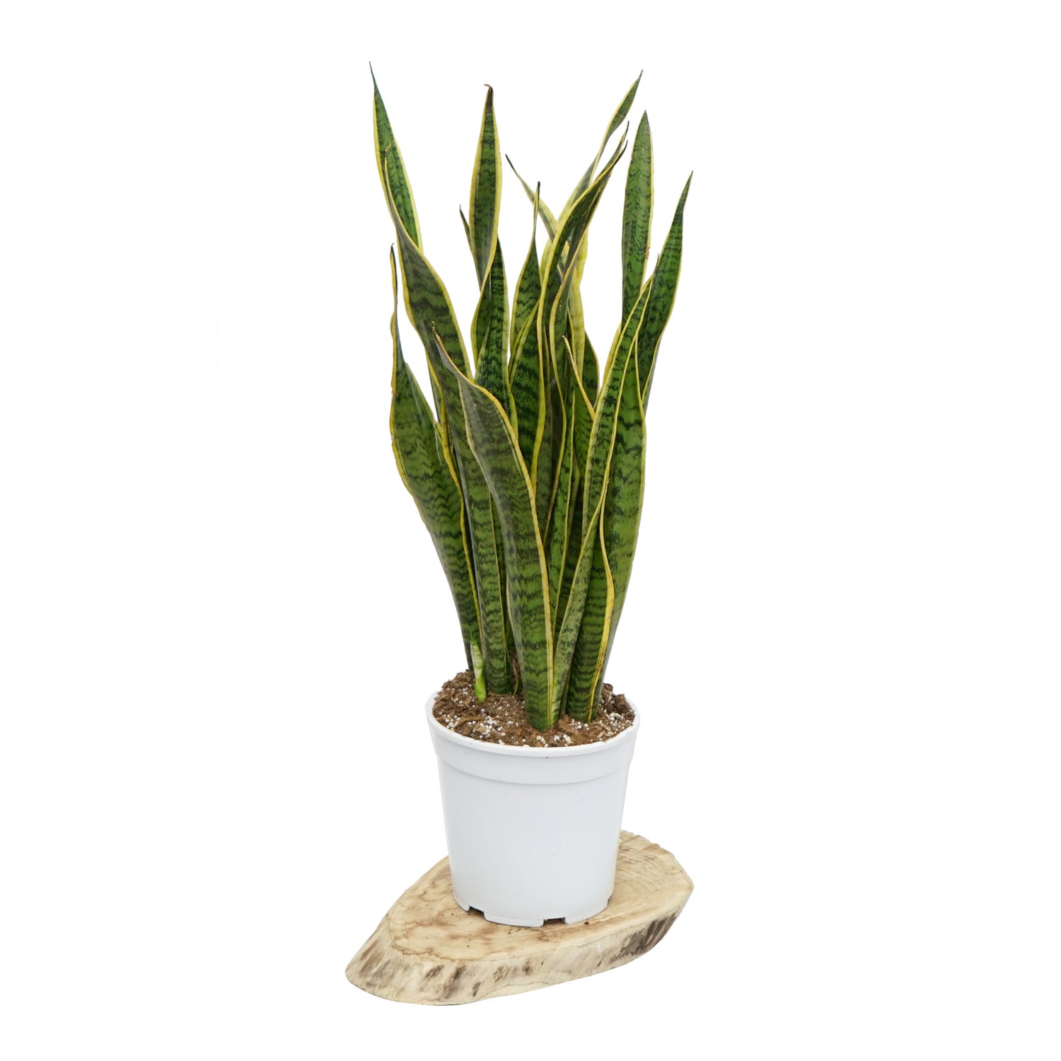 Sansevieria L