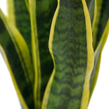 Sansevieria L