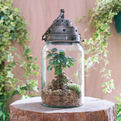 Terrarium Lanterne &quot;Marcelle&quot;