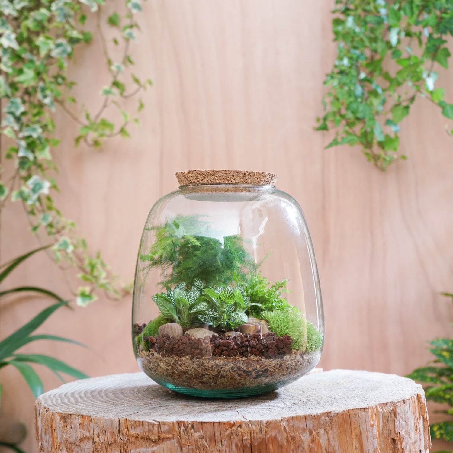 Kit DIY Terrarium Cloche Taille M - 2 Plantes