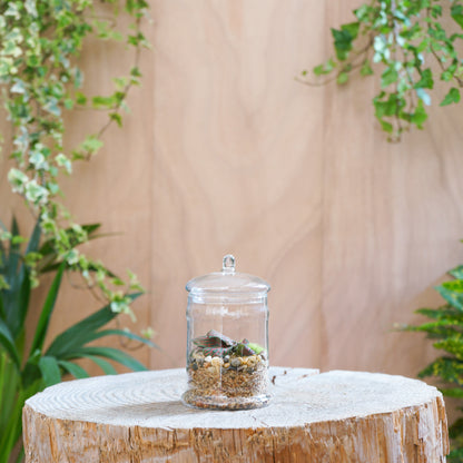 Terrarium &quot;Takatie XS&quot;
