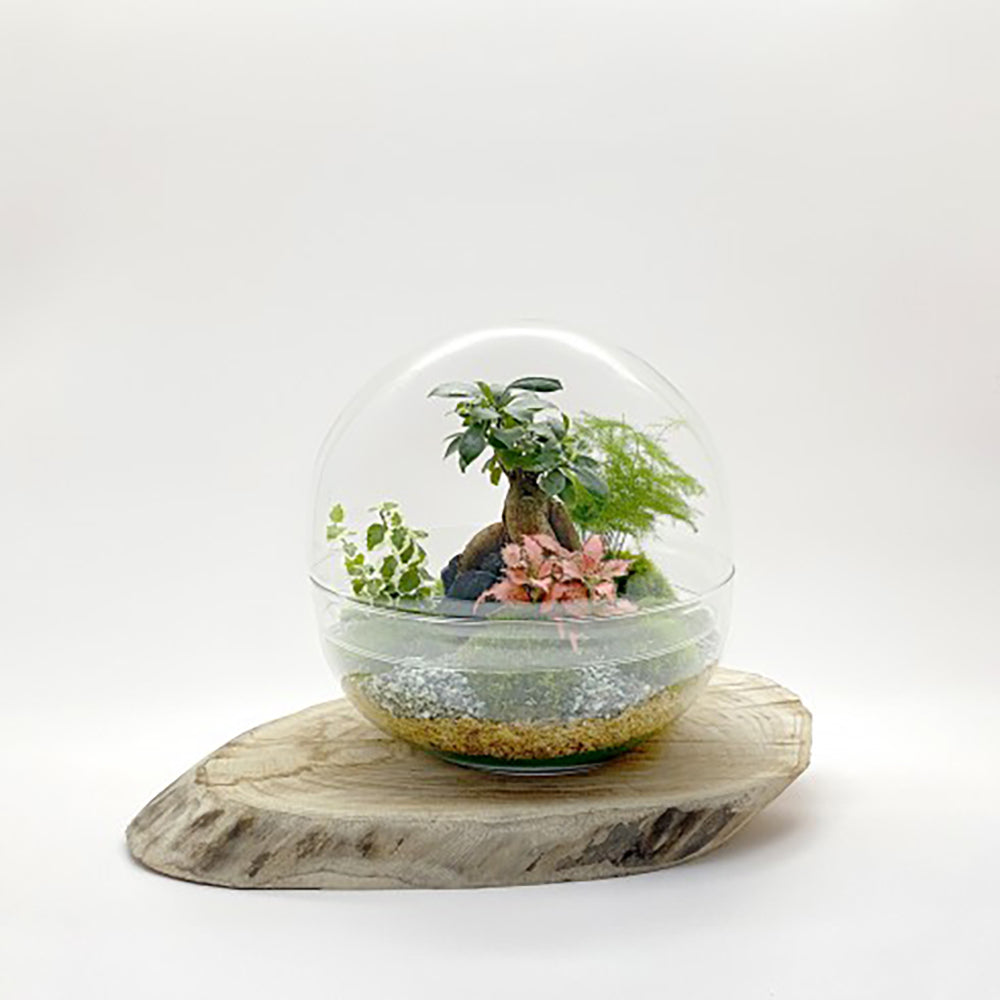 Terrarium &quot;Toto XL&quot;