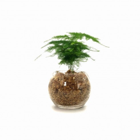 Terrarium Oeuf Framboise XL  Boby la Plante – bobylaplante