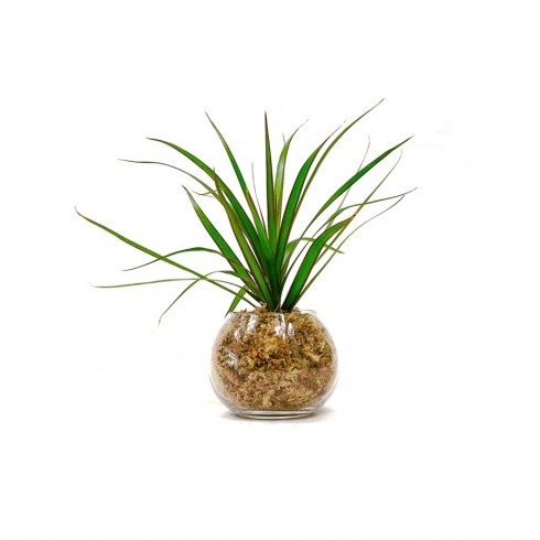 Boule S Dracaena Marginata