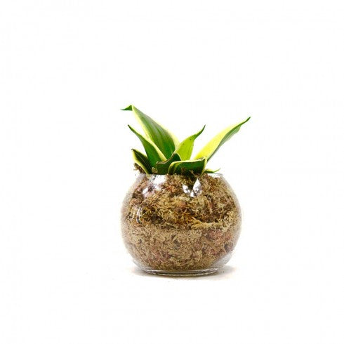 Boule S Sanseveria &quot;Langue de Belle-Mère&quot;