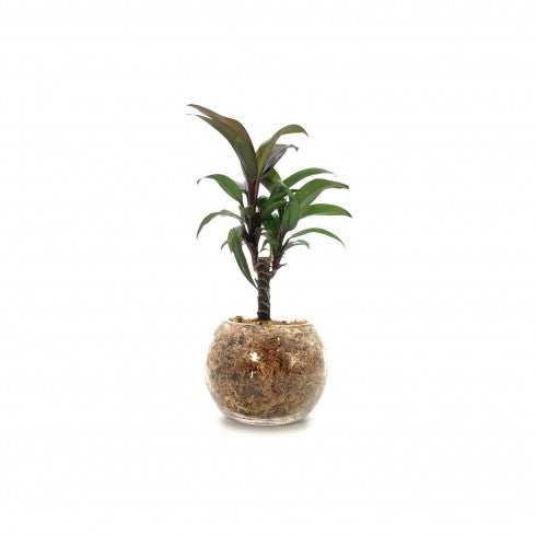 Boule S Cordyline