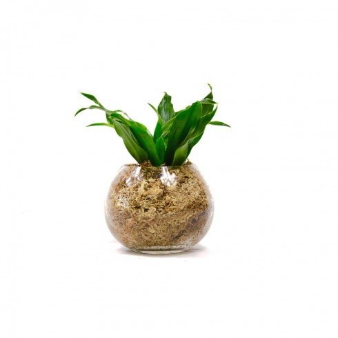 Boule S Dracaena Compacta