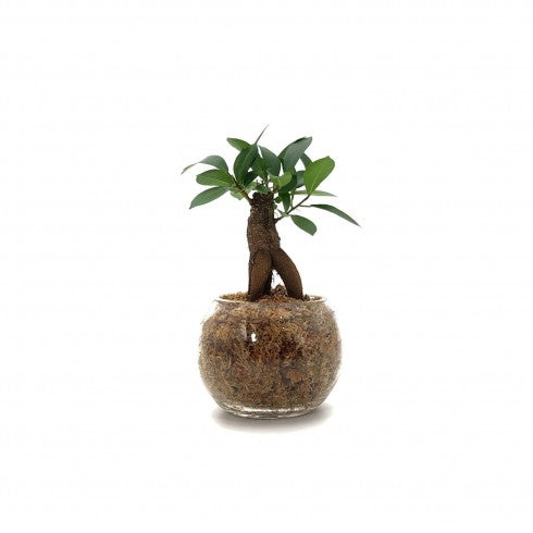 Boule S Ficus Ginseng