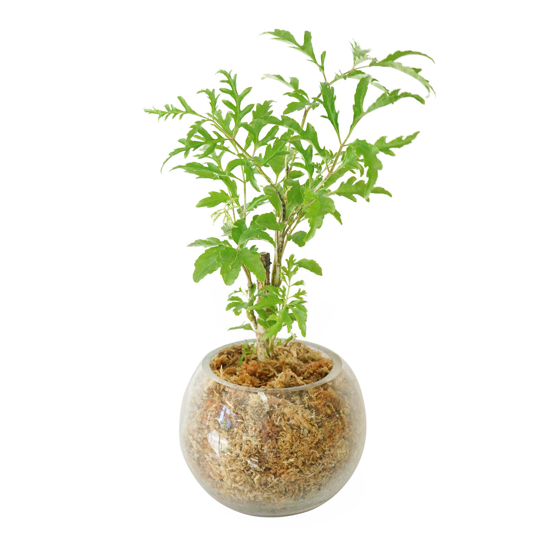 Baby Fleur de Lune  Boby la Plante – bobylaplante