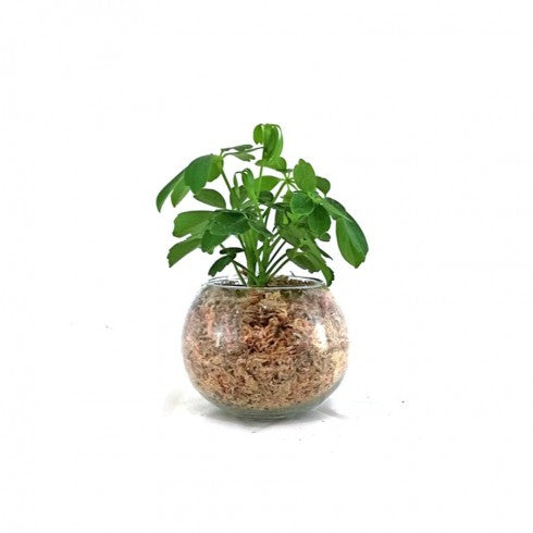 Boule S Schefflera