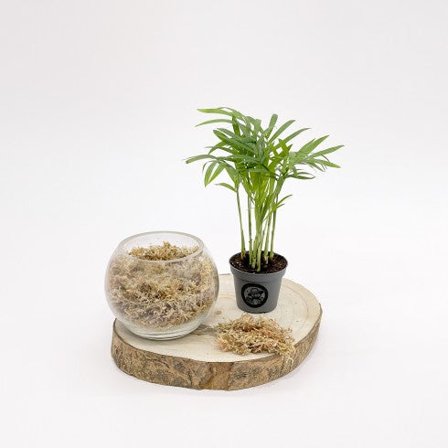 Terrarium Léon L  Boby la Plante – bobylaplante