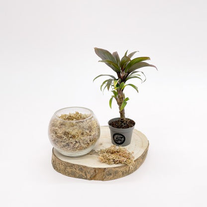 Boule Carnivore  Boby la Plante – bobylaplante