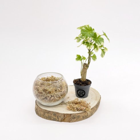 Tutoriel : Comment faire un bonsai ? – Créer son kit
